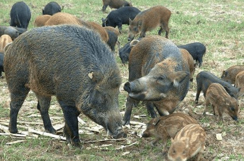 湖北十堰野猪成灾，祸害粮食数百万斤，村民气得发抖：活不下去了