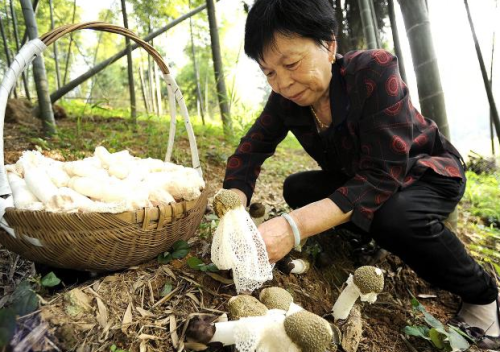 寄生竹子根部，曾被认为有毒不能吃，如今实现人工种植，1斤150元