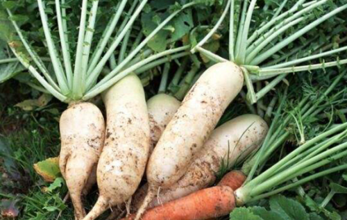 入伏后能种哪些蔬菜？农谚“头伏萝卜二伏菜”，指的是哪种萝卜？