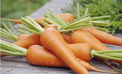 入伏后能种哪些蔬菜？农谚“头伏萝卜二伏菜”，指的是哪种萝卜？