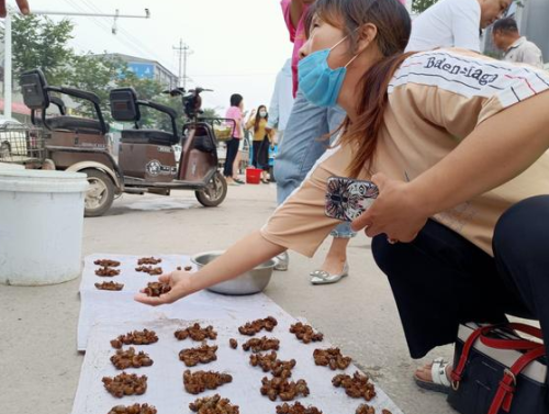 7月又到捕捉季，很多人摸黑去捕捉，一晚抓数百只，比小龙虾好吃