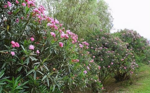 它叫“夹竹桃”，面若桃花却有剧毒，你家小区可能也有，请勿采摘