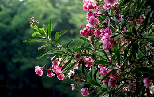 它叫“夹竹桃”，面若桃花却有剧毒，你家小区可能也有，请勿采摘