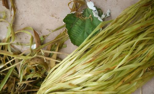 俗称中国草，30年前大量种，有“软黄金”的美称，如今成杂草泛滥