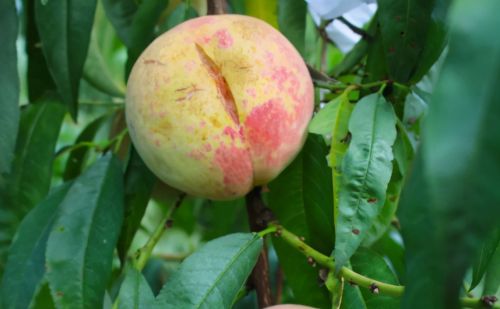俗称“丑桃”，古老的桃子品种，因颜值低被淘汰，如今很多人怀念