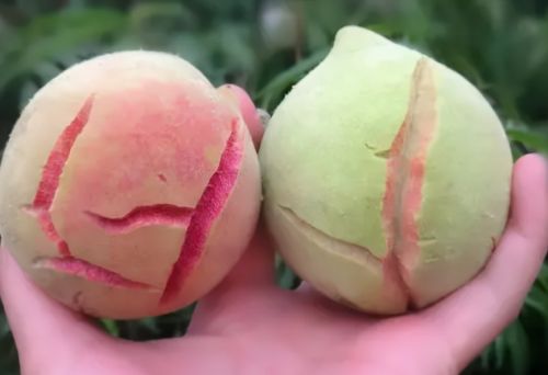 俗称“丑桃”，古老的桃子品种，因颜值低被淘汰，如今很多人怀念