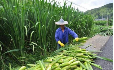 长得像水稻，一年可种植两季，既当水果又能做菜，俗称“水中参”