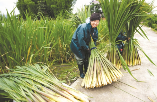 长得像水稻，一年可种植两季，既当水果又能做菜，俗称“水中参”