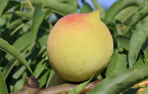 古老的桃子品种，果顶似鹰嘴，30年前野生无人知，改良后味甜如蜜