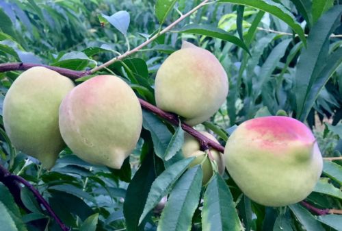 古老的桃子品种，果顶似鹰嘴，30年前野生无人知，改良后味甜如蜜