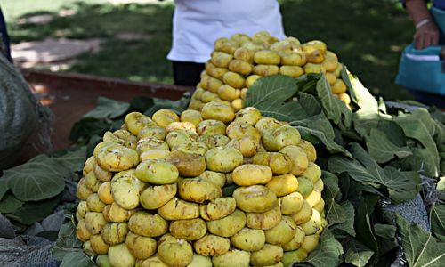 非常“尴尬”的新疆无花果，被称为“水果皇后”，却很少人吃过