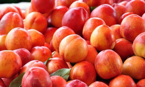 桃子的变种，光滑无毛似李子，被怀疑是转基因，反季节却1斤30元