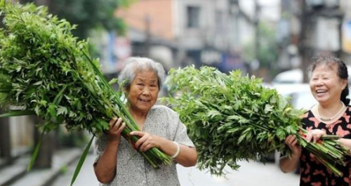 端午节悬挂艾草讲究多，别犯“忌”，这样做会被人笑话