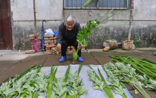 端午节悬挂艾草讲究多，别犯“忌”，这样做会被人笑话