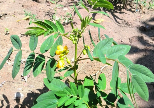 宝藏植物“蛇灭门”：毒蛇都躲着它，搞养殖的朋友有必要种植它