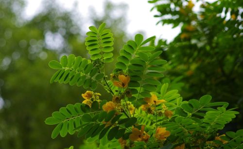 宝藏植物“蛇灭门”：毒蛇都躲着它，搞养殖的朋友有必要种植它