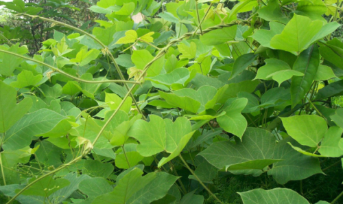 端午节将至，这4种植物也能捆粽子，结实又好用，却常被忽视