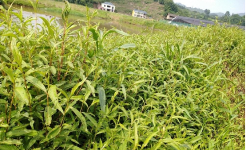 辣蓼草：比辣椒还辣，却是做酒曲不可少的原材料，附酒曲制作方法