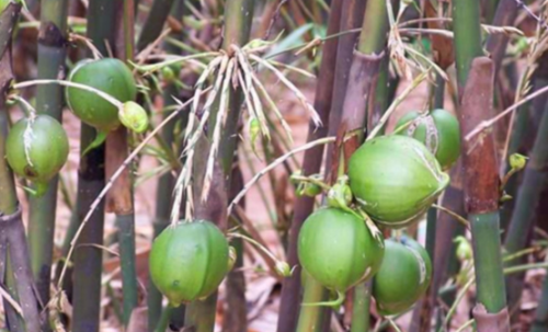 梨竹：长在竹子上​似​梨子，50年结一次果，100多一斤都买不到