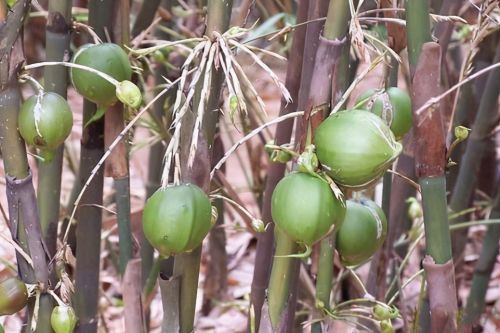 梨竹：长在竹子上​似​梨子，50年结一次果，100多一斤都买不到