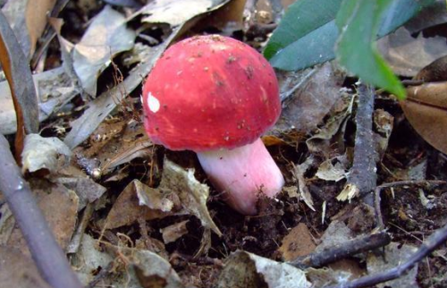酷似小红伞的“红菇”，曾认为有毒遭随意踩踏，现在“高不可攀”