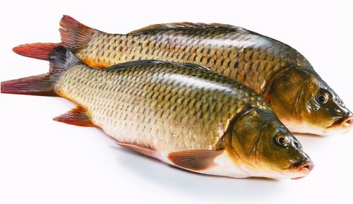 鲤鱼的奇特变种，肉多刺少有稻香味，1斤60元，为何很少人养殖？