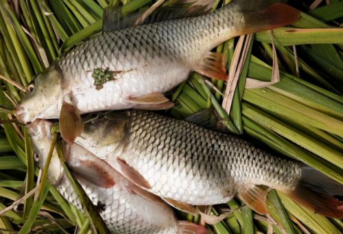 鲤鱼的奇特变种，肉多刺少有稻香味，1斤60元，为何很少人养殖？