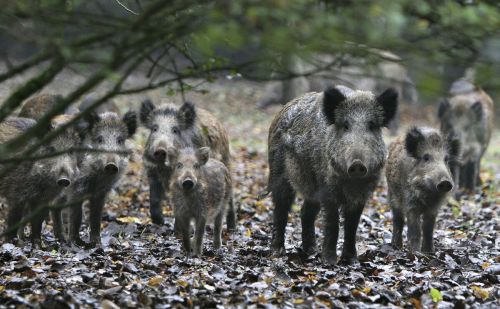 数量超100万头，局地野猪“泛滥”，野猪晚上的活动范围有多大？