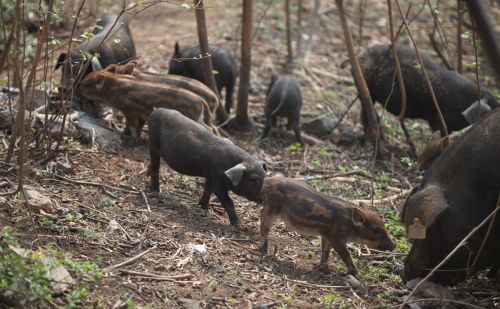 数量超100万头，局地野猪“泛滥”，野猪晚上的活动范围有多大？