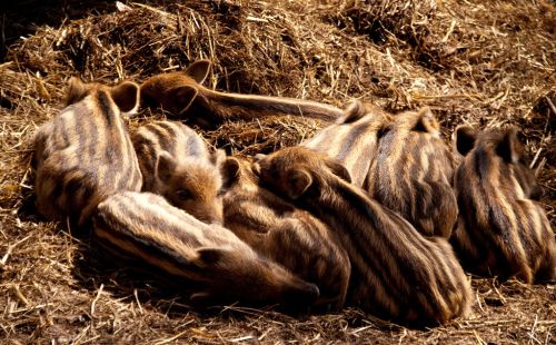 数量超100万头，局地野猪“泛滥”，野猪晚上的活动范围有多大？