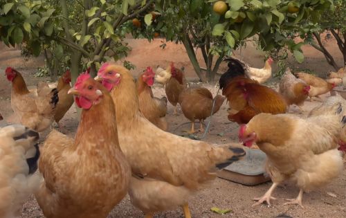 几年前风靡一时的果园养鸡为何现在不火了？养殖户：鸡破坏力太强