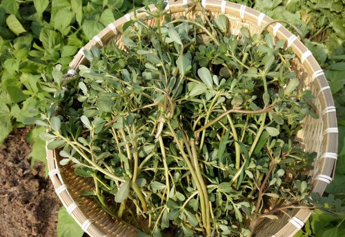俗称“麻绳菜”，贴地面生长，常入侵菜园被嫌弃，如今成日常蔬菜