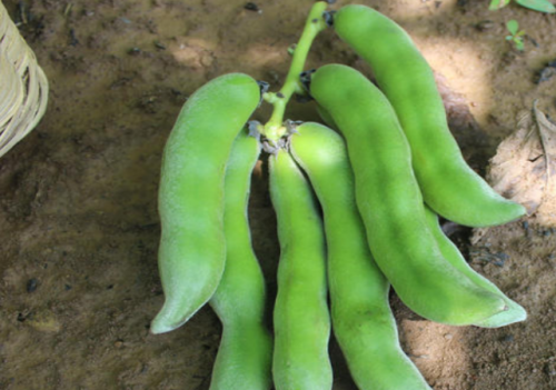 全株有毒，种几株够吃半年，曾是客家人爱吃的野菜，如今逐渐没落