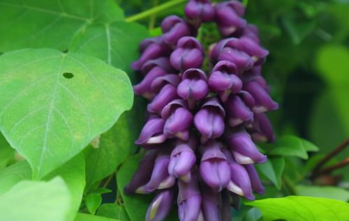 全株有毒，种几株够吃半年，曾是客家人爱吃的野菜，如今逐渐没落