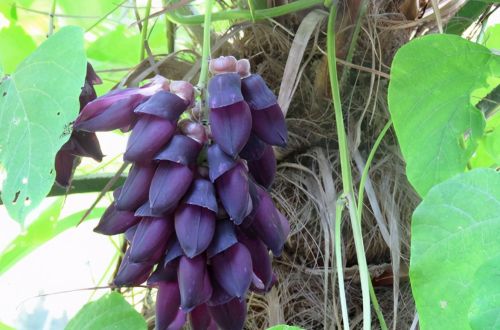 全株有毒，种几株够吃半年，曾是客家人爱吃的野菜，如今逐渐没落