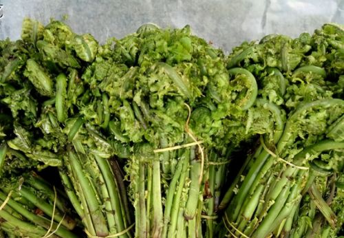 地道的北方山野菜，常被误认成蕨菜，却被称为“广东菜”