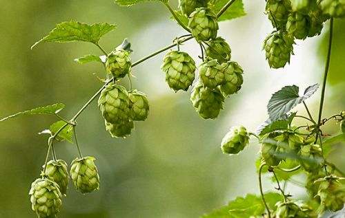 俗称“啤酒花”，是它让甜美啤酒变苦了，为何还大量种植？
