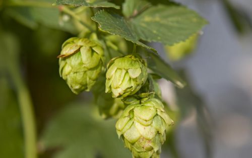 俗称“啤酒花”，是它让甜美啤酒变苦了，为何还大量种植？