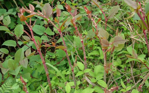 院子里长出5种草，不管多好看，看到了就铲除，留下是“祸害”