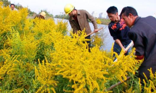 院子里长出5种草，不管多好看，看到了就铲除，留下是“祸害”