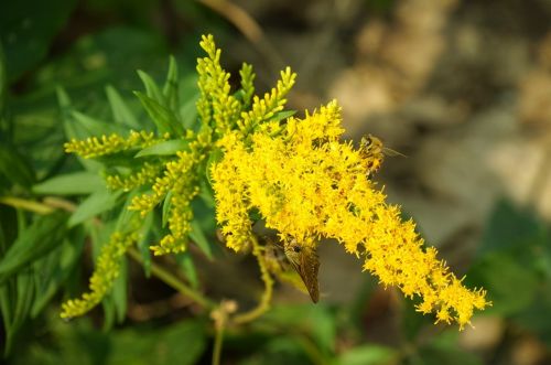 院子里长出5种草，不管多好看，看到了就铲除，留下是“祸害”