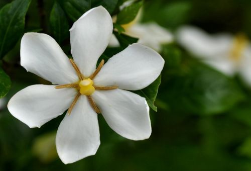 比桂花还香，美味堪比槐花，摘下就能直接吃，1斤18元，5月正开放