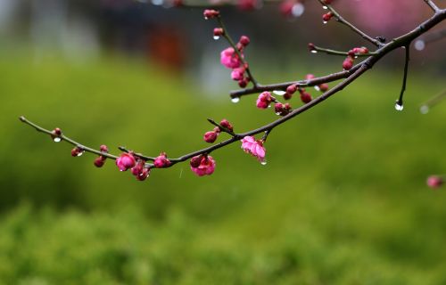 立夏节气到了，“立夏不下，犁耙高挂起”，立夏下雨有什么说法？