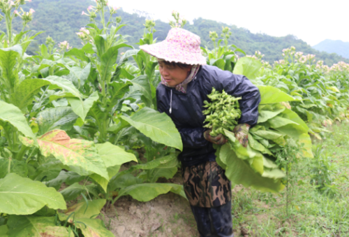 叶子堪比黄金，曾是常见农作物，不种水稻改种它，如今却不愿种了