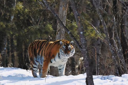 黑龙江猛虎下山，64年前湖南“百虎围村”，最后的结局怎样了？