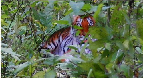 黑龙江猛虎下山，64年前湖南“百虎围村”，最后的结局怎样了？