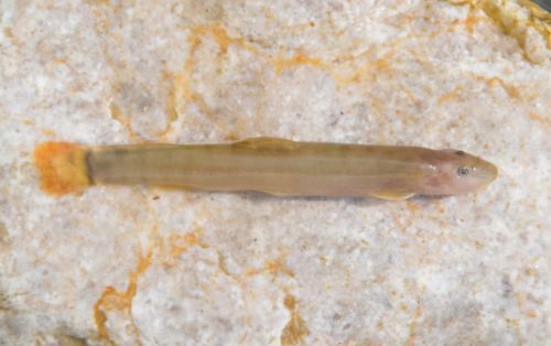 南方山区的红尾鱼，酷似泥鳅，20年前怎么都钓不完，如今却少见了