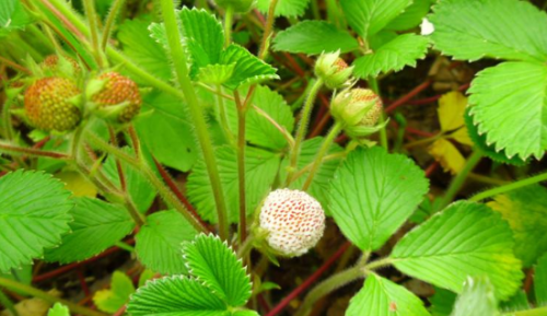 白草莓：因长相而被误解，吃起来一股奶油味，遇到拿盆采摘