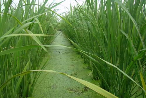 原产自我国，是世界上最长的米，因病害而沦为野菜，如今依靠进口