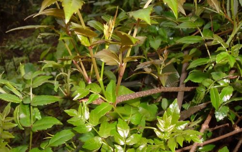 春天碰见这藤本植物，带篮子去采摘，泡茶是一绝，俗称“龙须茶”
